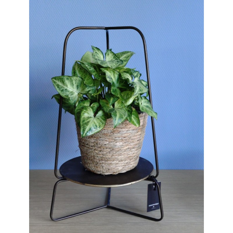 Plantenrekje Bronskleurig/Zwart