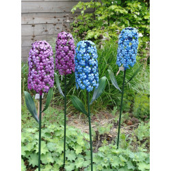 Tuinsteker Hyacint Blauw