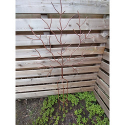 Decoratieve Roestige Boom