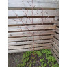 Decoratieve Roestige Boom