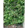 Decoratieve Roestige Boom